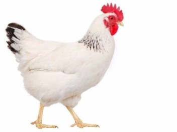big-white-chicken